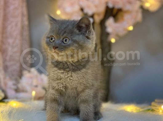 Panda Surat Nadi̇r Renk Bri̇ti̇sh Shorthai̇r Li̇lac görsel