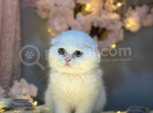 Show Kali̇te Scotti̇sh Fold Longhai̇r Whi̇te görsel