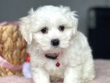 Show Kalite Maltese Terier Bebekler