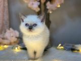 Blue Eyes Bri̇ti̇sh Shorthai̇r Blue Poi̇nt