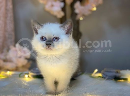 Blue Eyes Bri̇ti̇sh Shorthai̇r Blue Poi̇nt görsel