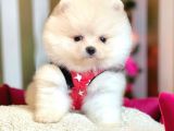 Safkan Ayı Surat Pomeranian Boo Yavrularımız