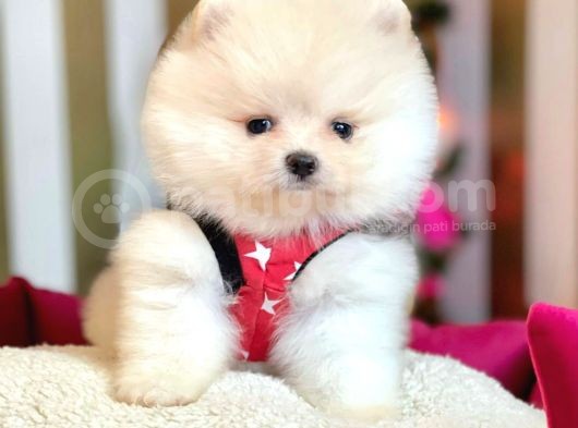Safkan Ayı Surat Pomeranian Boo Yavrularımız görsel