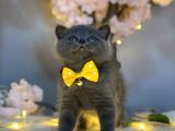Panda Surat Yapisina Sahi̇p Bri̇ti̇sh Shorthai̇r