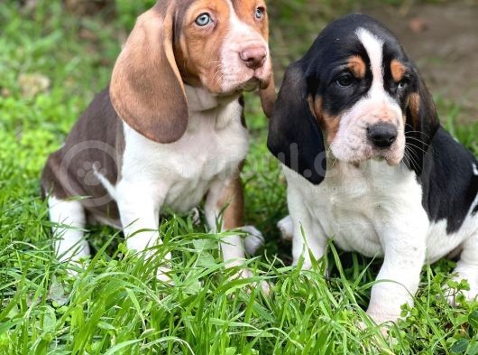 En Iyi Kalite Basset Hound Ilanları
