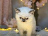 Blue Eyes Bri̇ti̇sh Shorthai̇r Blue Poi̇nt