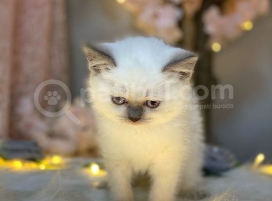 Blue Eyes Bri̇ti̇sh Shorthai̇r Blue Poi̇nt görsel