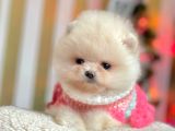 Safkan Ayı Surat Pomeranian Boo Yavrularımız