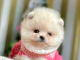 Safkan Ayı Surat Pomeranian Boo Yavrularımız