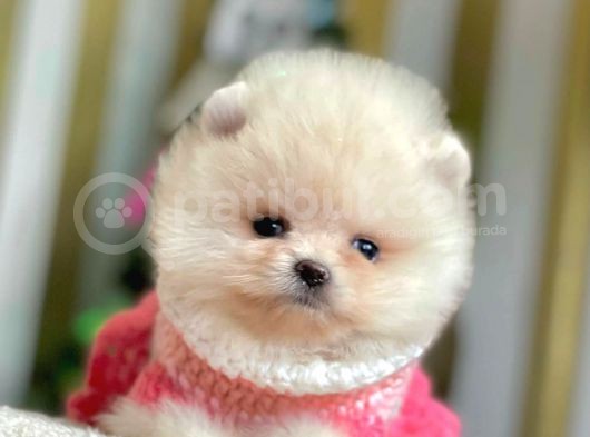 Safkan Ayı Surat Pomeranian Boo Yavrularımız görsel