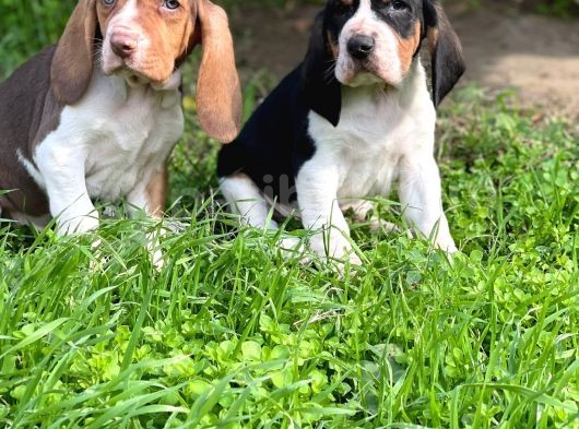En Iyi Kalite Basset Hound Ilanları görsel