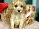 Show Kalite Maltipoo Bebekler