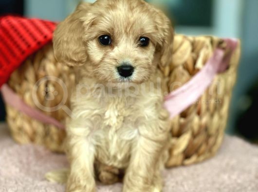 Show Kalite Maltipoo Bebekler görsel