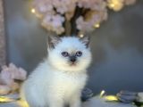 Blue Eyes Bri̇ti̇sh Shorthai̇r Blue Poi̇nt