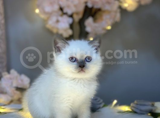 Blue Eyes Bri̇ti̇sh Shorthai̇r Blue Poi̇nt