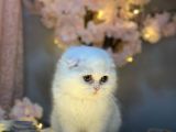 Show Kali̇te Scotti̇sh Fold Longhai̇r Whi̇te