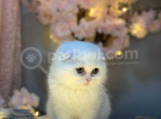 Show Kali̇te Scotti̇sh Fold Longhai̇r Whi̇te görsel