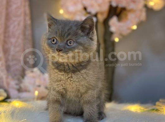 Panda Surat Nadi̇r Renk Bri̇ti̇sh Shorthai̇r Li̇lac görsel