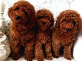 Bebek Surat Toy Poodle Bebekler