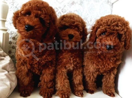 Bebek Surat Toy Poodle Bebekler