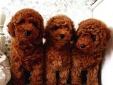 Bebek Surat Toy Poodle Bebekler