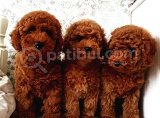 Bebek Surat Toy Poodle Bebekler görsel