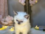 Blue Eyes Bri̇ti̇sh Shorthai̇r Blue Poi̇nt