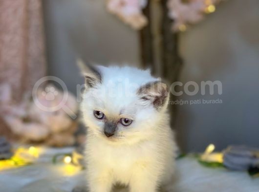 Blue Eyes Bri̇ti̇sh Shorthai̇r Blue Poi̇nt görsel