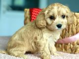 Show Kalite Maltipoo Bebekler