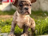 Show Kalite French Bulldog Yavrular