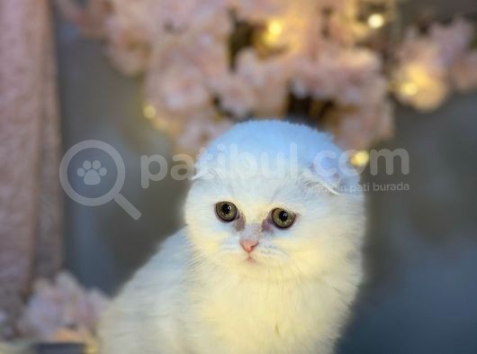 Show Kali̇te Scotti̇sh Fold Longhai̇r Whi̇te görsel