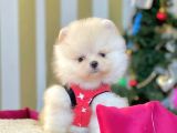 Safkan Ayı Surat Pomeranian Boo Yavrularımız