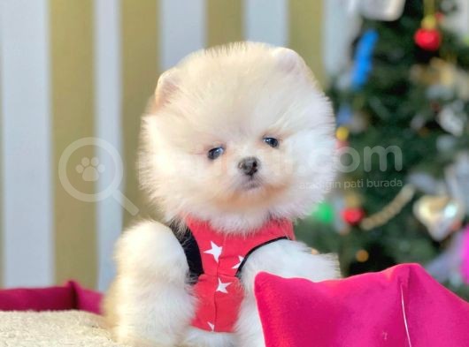 Safkan Ayı Surat Pomeranian Boo Yavrularımız görsel