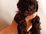 Toy Poodle Bebeğimiz