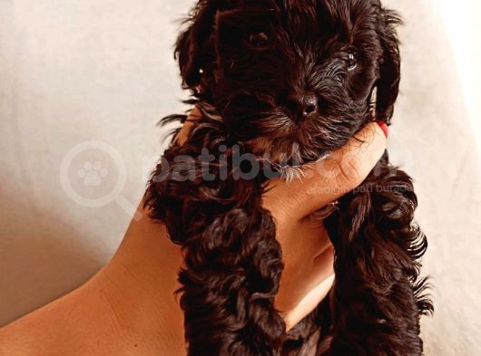 Toy Poodle Bebeğimiz görsel