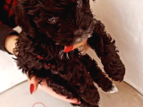 Toy Poodle Bebeğimiz