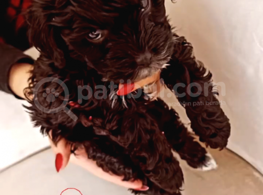 Toy Poodle Bebeğimiz görsel