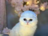 Show Kali̇te Scotti̇sh Fold Longhai̇r Whi̇te