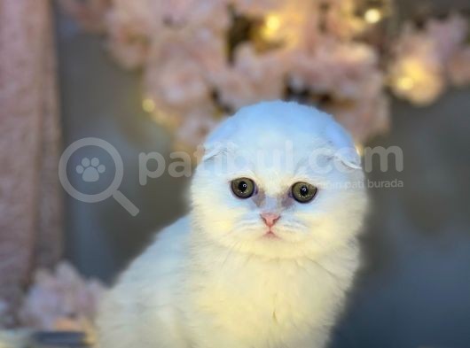 Show Kali̇te Scotti̇sh Fold Longhai̇r Whi̇te görsel