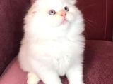 British Shorthair 2.Aylık