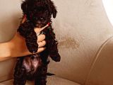 Toy Poodle Bebeğimiz