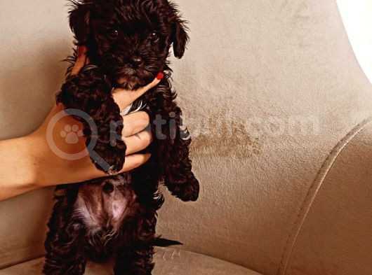 Toy Poodle Bebeğimiz görsel