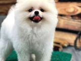 Kartopu Pomerani̇an Boo Bebekler Burada