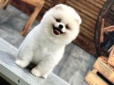 Kartopu Pomerani̇an Boo Bebekler Burada