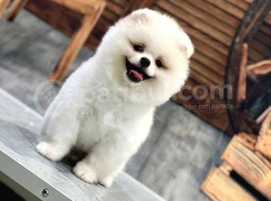 Kartopu Pomerani̇an Boo Bebekler Burada görsel