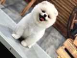 Kartopu Pomerani̇an Boo Bebekler Burada