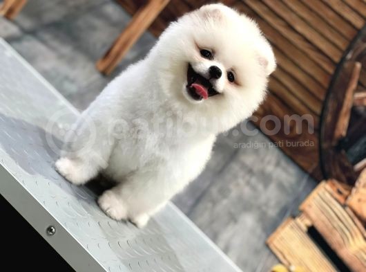 Kartopu Pomerani̇an Boo Bebekler Burada görsel