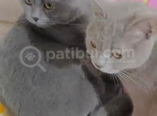 Küçük Aslanıma Yuva Arıyorum görsel