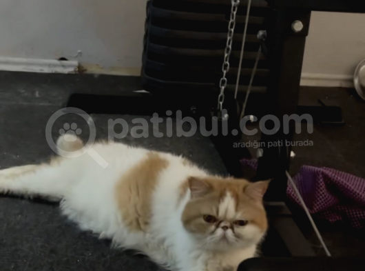 Güzel Eği̇ti̇mli̇ Kedi̇leri̇mi̇ Yer Sikintisindan Dolayi Vermek Zorundayim görsel