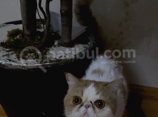 Güzel Eği̇ti̇mli̇ Kedi̇leri̇mi̇ Yer Sikintisindan Dolayi Vermek Zorundayim görsel